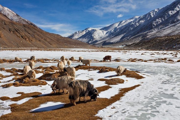 "Yaks grazing in snowy Hemis National Park, Ladakh"
